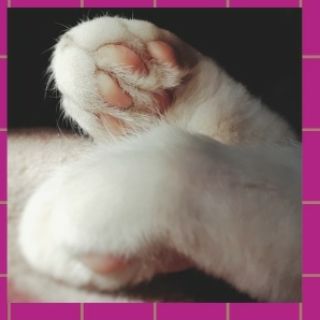 Dubai, Pet Sitting, Vets In The City - Veterinary Clinic Dubai