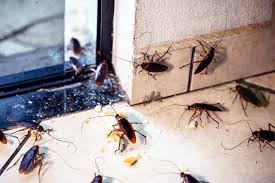 Singapore, Pest Control, Pest Control Singapore