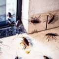 Pest Control Singapore