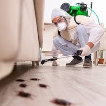 Singapore, Pest Control, Cockroach Control Service Singapore