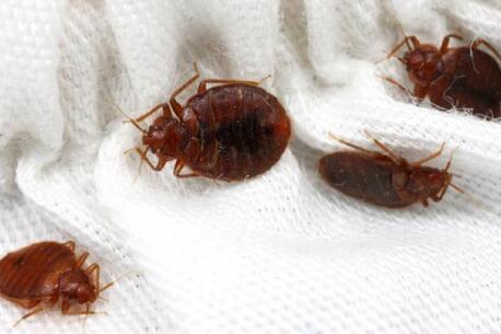 Singapore, Pest Control, Bud Bug Control Singapore