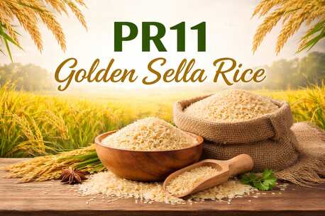 Haryana, Food, INR 200,  PR11 Golden Sella Rice Manufacturers In India - Shree Krishna Exports