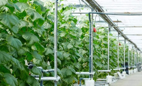 New York, Farm/Garden, Efficient Greenhouse Watering System For Healthy Plant Growth