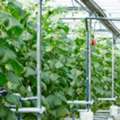 Efficient Greenhouse Watering System For Healthy Plant Growth