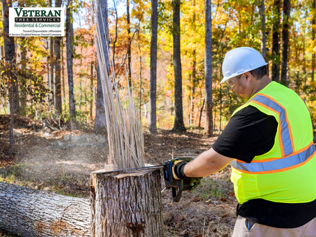 New York, Farm/Garden, Oversized Stumps Stop Limiting Outdoor Design &mdash; Large Stump Removal In PG County