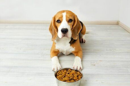 Washington DC, Pet Supplies, Buy Pet Supplements Online In Tacoma For Better Health And Nutrition Support