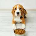 Buy Pet Supplements Online In Tacoma For Better Health And Nutrition Support