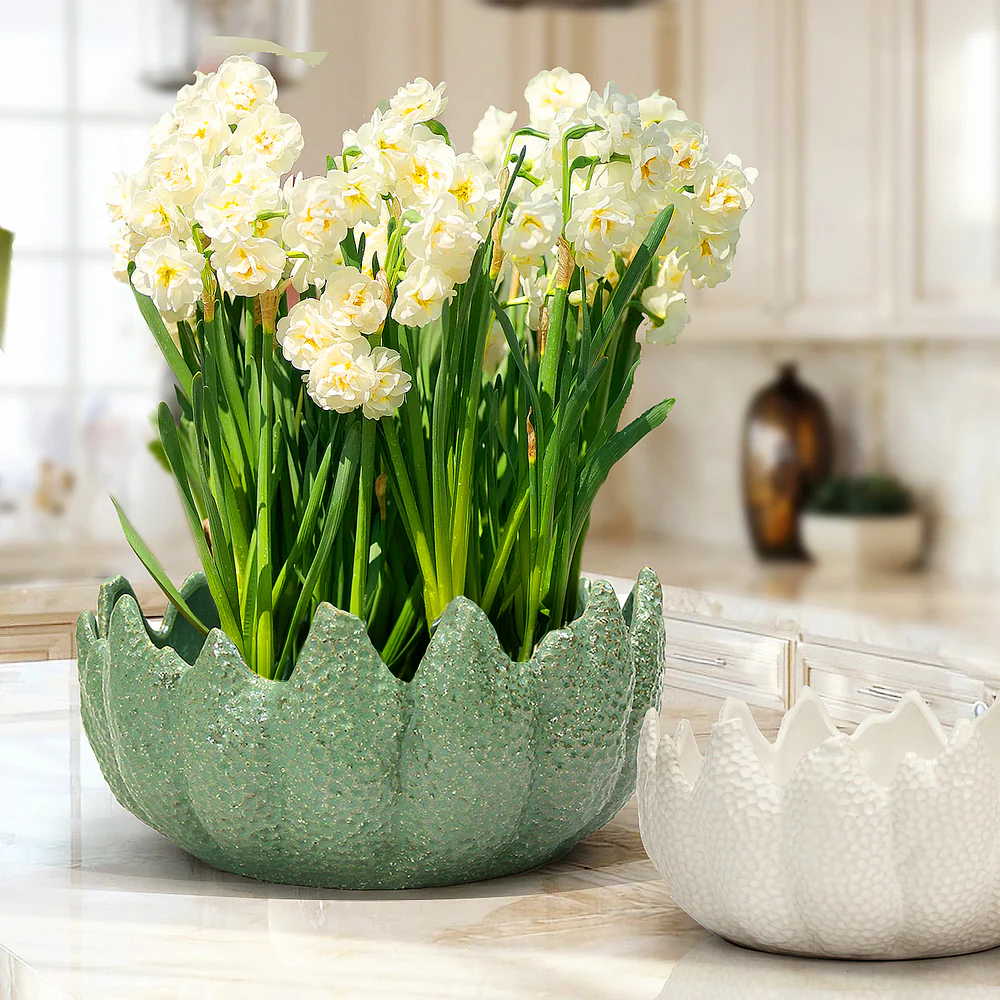 New York, Household Items, USD 85,  Corona Dish Garden