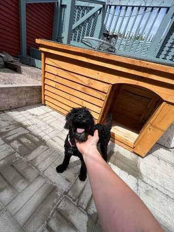 London, Furniture, Outdoor Dog Kennels For Sale Ireland &ndash; Dog Kennels Dublin