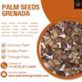 Quality Palm Seeds In Grenada For Easy Growing