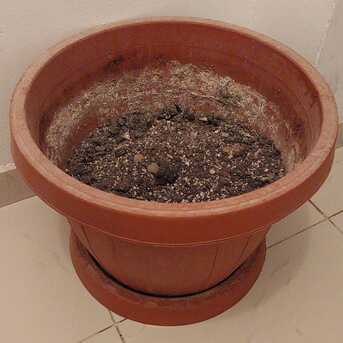 Hara, Household Items, SAR 100,  Cycle - Plant Pots For Sale