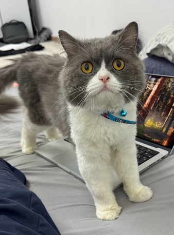 Dammam, Pet Supplies, SAR 1,  Free Persian Cat