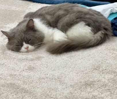 Dammam, Pet Supplies, SAR 1,  Free Persian Cat