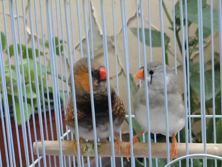 Olaya, Pet Supplies, SAR 200,  Dutch Zebra Finch Pairs