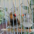 SAR 200,  Dutch Zebra Finch Pairs