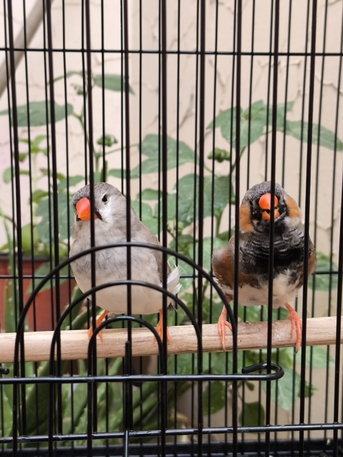 Olaya, Pet Supplies, SAR 200,  Dutch Zebra Finch Pairs