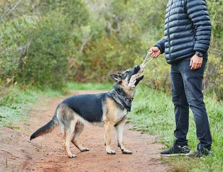 Bhopal, Pet Sitting, Dog Trainer In Bhopal