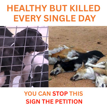 Sydney, Pet Sitting, No Kill Shelters Australia Petition &ndash; Save Innocent Lives Today
