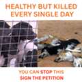 No Kill Shelters Australia Petition &ndash; Save Innocent Lives Today