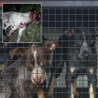 Sydney, Pet Sitting, No Kill Shelters Australia Petition &ndash; Save Innocent Lives Today