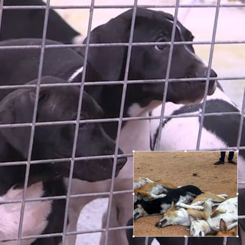 Sydney, Pet Sitting, No Kill Shelters Australia Petition &ndash; Save Innocent Lives Today