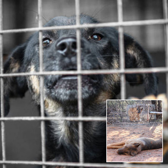 Sydney, Pet Sitting, No Kill Shelters Australia Petition &ndash; Save Innocent Lives Today