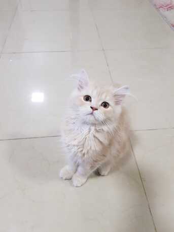 Dammam, Pet Adoption, Kitten For Adoption