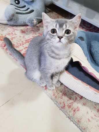 Dammam, Pet Adoption, Kitten For Adoption