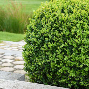 New York, Farm & Garden, USD 89,  Winter Gem Boxwood Low Maintenance Evergreen Shrub