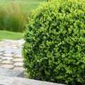 USD 89,  Winter Gem Boxwood Low Maintenance Evergreen Shrub