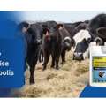 Grow Your Business With Vetpolis Veterinary Pharma Franchise Company