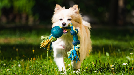 Gurgaon, Pet Sitting, Dog Boarding In Sector 45 Gurugram For Short & Long Stays