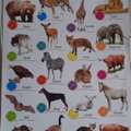 BHD 1, Kids Learning Charts For Sale!