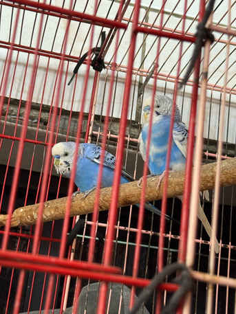 Al Safa, Pet Supplies, SAR 100,  Budgies For Sale