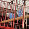 SAR 100,  Budgies For Sale