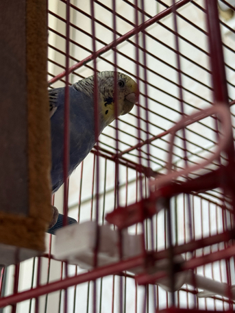 Al Safa, Pet Supplies, SAR 100,  Budgies For Sale