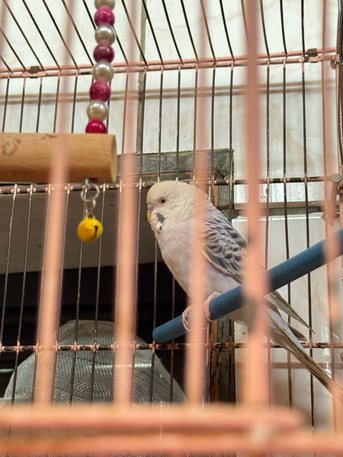Al Safa, Pet Supplies, SAR 100,  Budgies For Sale