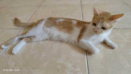 Riyadh, Pet Adoption, Sweet Cat Seeking A Loving Home