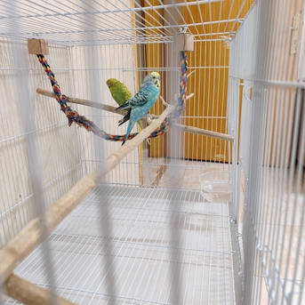 Riyadh, Pet Supplies, SAR 150,  Budgies For Sale