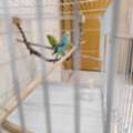 SAR 150,  Budgies For Sale