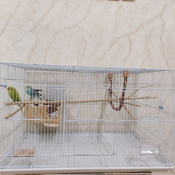 Riyadh, Pet Supplies, SAR 150,  Budgies For Sale