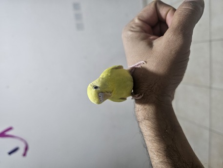 Riyadh, Pet Supplies, SAR 120,  Budgie Bird