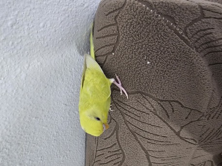 Riyadh, Pet Supplies, SAR 120,  Budgie Bird
