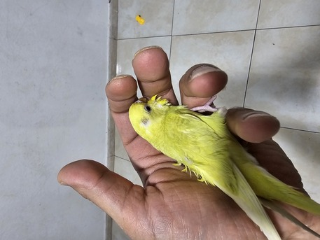 Riyadh, Pet Supplies, SAR 120,  Budgie Bird