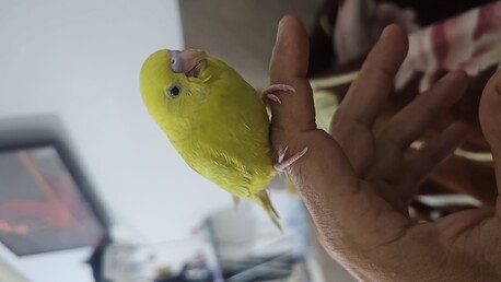 Riyadh, Pet Supplies, SAR 120,  Budgie Bird