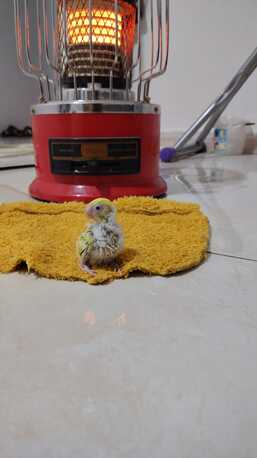 Riyadh, Pet Supplies, SAR 120,  Budgie Bird