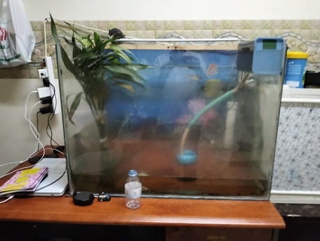 Jubail, Pet Supplies, SAR 200,  Big Aquarium