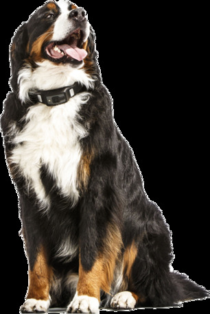 Austin, Pet Sitting, ATX K9 Dog Training