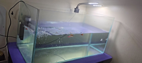 Jubail, Pet Supplies, SAR 540,  Big Aquarium 30 LTR Capacity Along With  Fishes For Sale