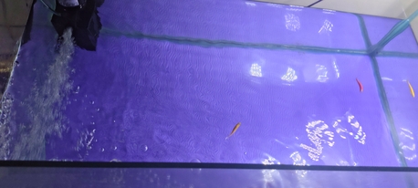 Jubail, Pet Supplies, SAR 540,  Big Aquarium 30 LTR Capacity Along With  Fishes For Sale